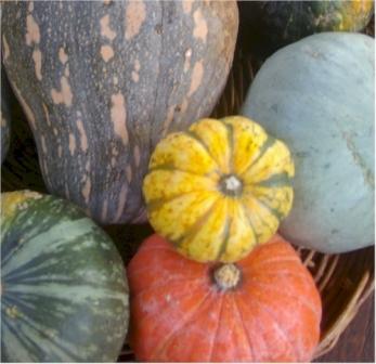 pumpkins.jpg