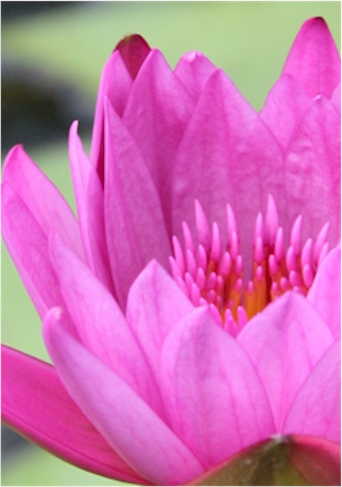 waterlily.jpg