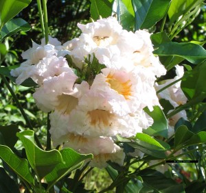 Radermachera Summerscent Radermachera Kunming