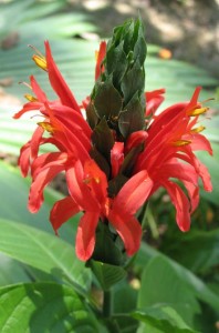 Pachystachys spicata