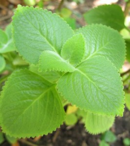 Plectranthus amboinicus
