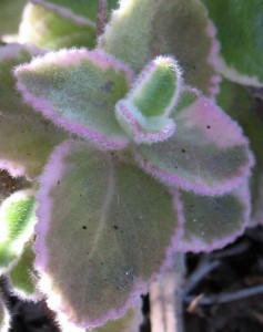 Plectranthus amboinicus 'Variegatus'