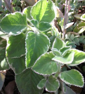 Plectranthus amboinicus 'Variegatus'