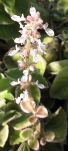 Plectranthus amboinicus 'Variegatus'