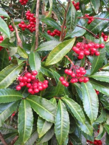 Ardisia crenata