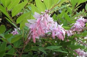 Indigofera decora