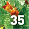 Preview Subtropicalia Collector