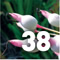Preview Subtropicalia Collector