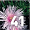 Preview Subtropicalia Collector