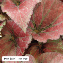 'Pink Satin' - rex type