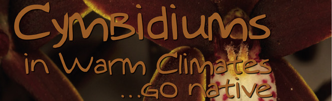 Cymbidiums in warm climates&hellip;go native