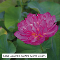 Lotus (Nelumbo nucifera 'Moma Botan'