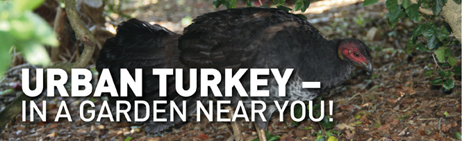Urban Turkey - in a garden near you!