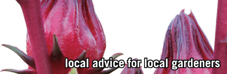 local advice for local gardeners