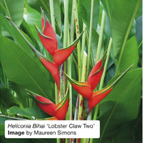 Heliconia Bihai 'Lobster Claw Two'