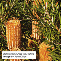 Banksia spinulosa var. colina