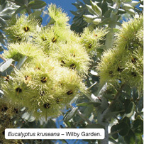 Eucalyptus kruseana - Wilby Garden