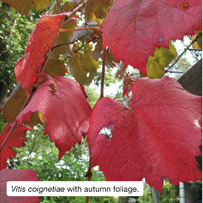 Vitis coignetiae with autumn foliage