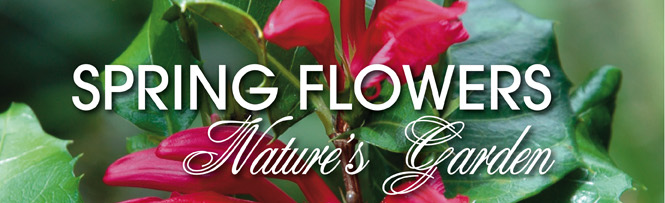 Spring Flowers - Nature's Garden