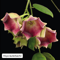 Hoya lauterbachii