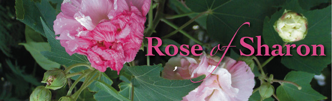 Rose of Sharon