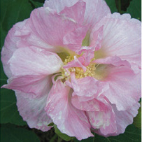 Hibiscus mutabilis - flower
