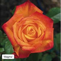'Magma'