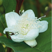 Psidium guajava flower