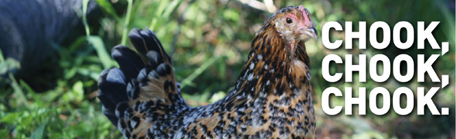 Chook, Chook, Chook