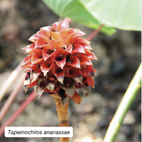 Tapeinochilos ananassae