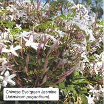 Chinese Evergreen Jasmine (Jasminum polyanthum). 
