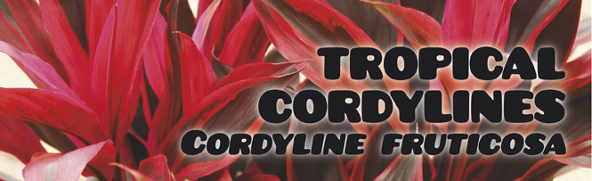 Tropical Cordylines - Cordyline fruticosa