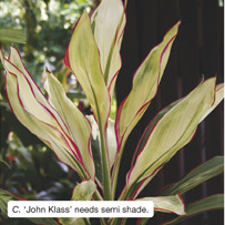 C. &lsquo;John Klass&rsquo; needs semi shade. 