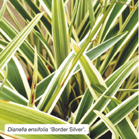 Dianella ensifolia &lsquo;Border Silver&rsquo;. 
