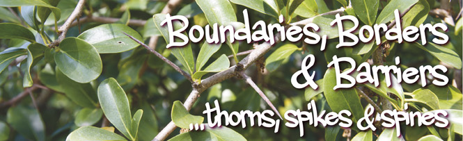 Boundaries, Borders & Barriers&hellip;thorns, spikes and spines