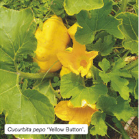 Cucurbita pepo &lsquo;Yellow Button&rsquo;. 