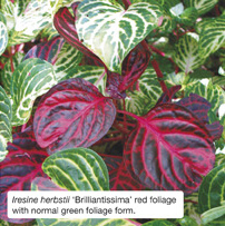 Iresine herbstii &lsquo;Brilliantissima&rsquo; red foliage with normal green foliage form. 