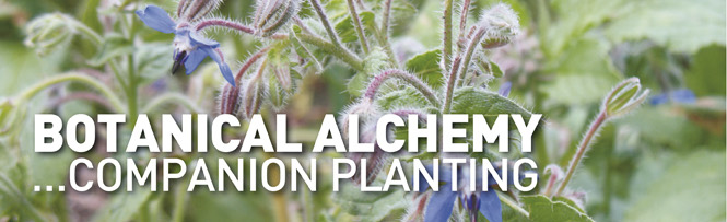Botanical Alchemy&hellip;Companion Planting