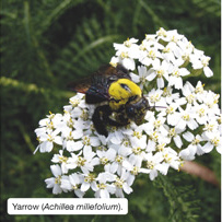 Yarrow (Achillea millefolium). 