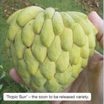 &lsquo;Tropic Sun&rsquo; &ndash; the soon to be  released variety. 
