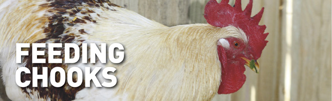 Feeding Chooks
