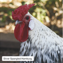 Silver Spangled Hamburg.