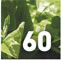 Bushfood - Warrigal Greens