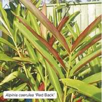 Alpinia caerulea &lsquo;Red Back&rsquo;