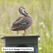 Black duck Image Craig Morley