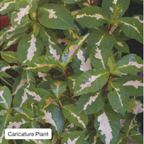 Caricature Plant
