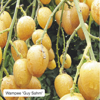 Wampee &lsquo;Guy Sahm&rsquo;