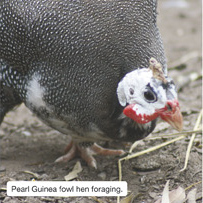 Pearl Guinea fowl hen foraging.