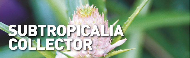 Ananas comosus var. ananassoides