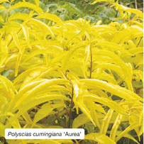Polyscias cumingiana &lsquo;Aurea&rsquo;